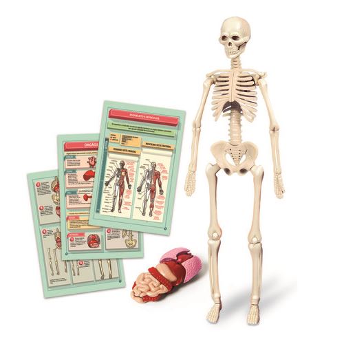Kit Corpo Humano - Clementoni