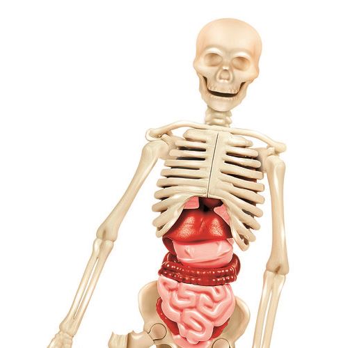 Kit Corpo Humano - Clementoni